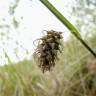 Fotografia 3 da espécie Carex distans do Jardim Botânico UTAD