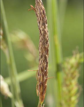 Fotografia 5 da espécie Carex distans no Jardim Botânico UTAD