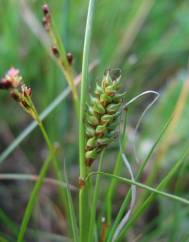 Carex distans