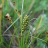 Fotografia 1 da espécie Carex distans do Jardim Botânico UTAD