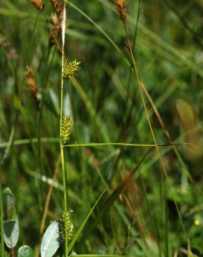 Fotografia 7 da espécie Carex distans no Jardim Botânico UTAD