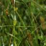 Fotografia 7 da espécie Carex distans do Jardim Botânico UTAD