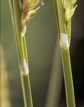 Fotografia 8 da espécie Carex distans no Jardim Botânico UTAD