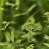 Fotografia 8 da espécie Chamaesyce nutans do Jardim Botânico UTAD