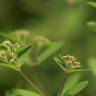Fotografia 9 da espécie Chamaesyce nutans do Jardim Botânico UTAD