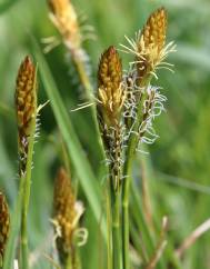 Carex caryophyllea