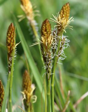 Fotografia 1 da espécie Carex caryophyllea no Jardim Botânico UTAD