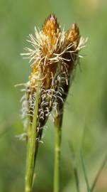 Fotografia da espécie Carex caryophyllea