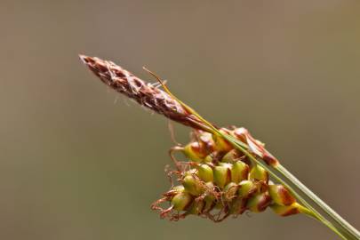 Fotografia da espécie Carex caryophyllea