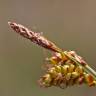 Fotografia 4 da espécie Carex caryophyllea do Jardim Botânico UTAD