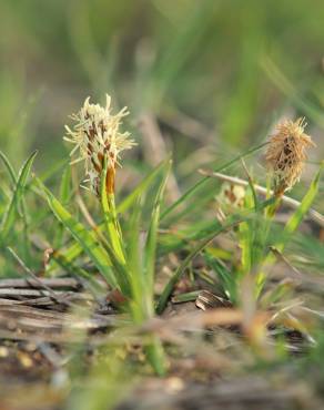 Fotografia 7 da espécie Carex caryophyllea no Jardim Botânico UTAD