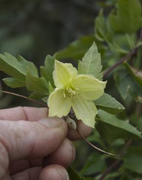 Fotografia 5 da espécie Clematis cirrhosa no Jardim Botânico UTAD