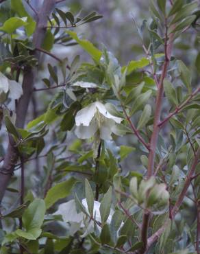 Fotografia 6 da espécie Clematis cirrhosa no Jardim Botânico UTAD