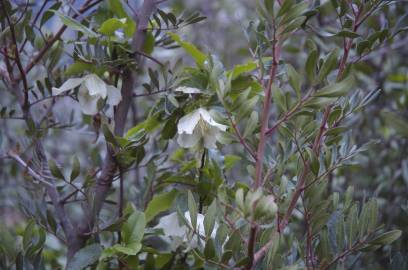 Fotografia da espécie Clematis cirrhosa