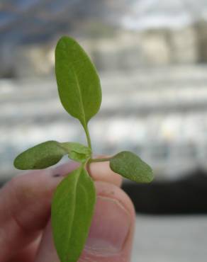 Fotografia 5 da espécie Chenopodium polyspermum no Jardim Botânico UTAD