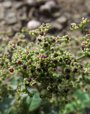 Fotografia 7 da espécie Chenopodium polyspermum no Jardim Botânico UTAD