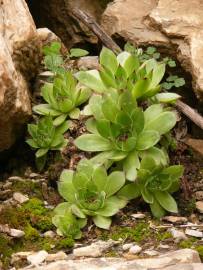 Fotografia da espécie Sempervivum tectorum