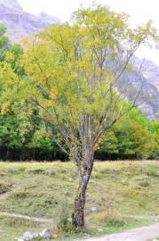 Fotografia da espécie Salix triandra