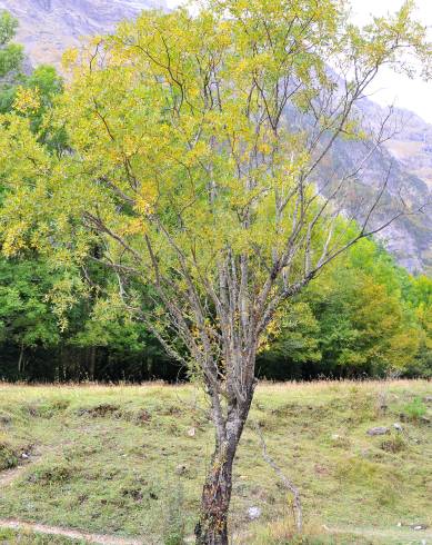 Fotografia de capa Salix triandra - do Jardim Botânico