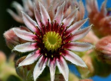 Fotografia da espécie Sempervivum tectorum