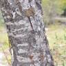 Fotografia 3 da espécie Salix triandra do Jardim Botânico UTAD