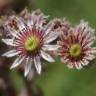 Fotografia 6 da espécie Sempervivum tectorum do Jardim Botânico UTAD