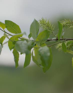 Fotografia 4 da espécie Salix triandra no Jardim Botânico UTAD