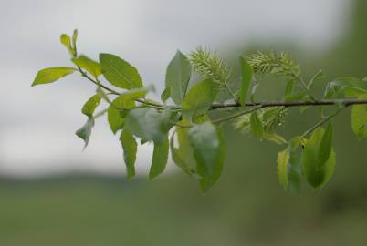 Fotografia da espécie Salix triandra