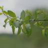 Fotografia 4 da espécie Salix triandra do Jardim Botânico UTAD