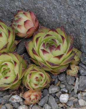 Fotografia 7 da espécie Sempervivum tectorum no Jardim Botânico UTAD