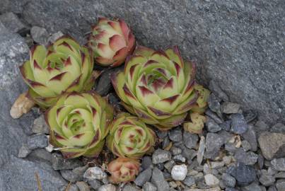 Fotografia da espécie Sempervivum tectorum