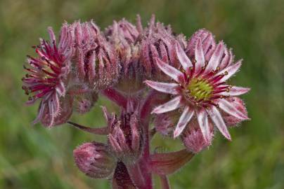 Fotografia da espécie Sempervivum tectorum