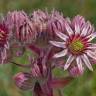 Fotografia 9 da espécie Sempervivum tectorum do Jardim Botânico UTAD