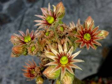 Fotografia da espécie Sempervivum tectorum