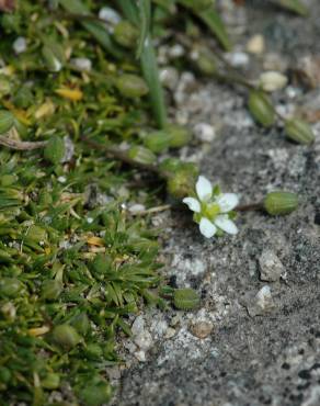 Fotografia 4 da espécie Sagina subulata no Jardim Botânico UTAD