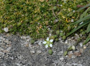 Fotografia da espécie Sagina subulata