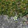 Fotografia 5 da espécie Sagina subulata do Jardim Botânico UTAD