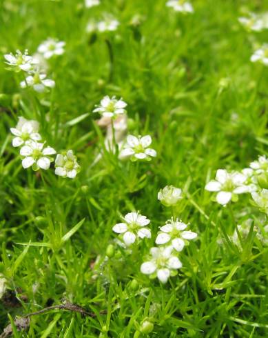 Fotografia de capa Sagina subulata - do Jardim Botânico