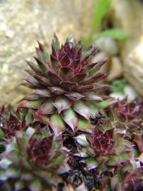 Fotografia da espécie Sempervivum tectorum