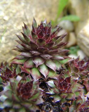 Fotografia 12 da espécie Sempervivum tectorum no Jardim Botânico UTAD