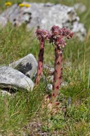 Fotografia da espécie Sempervivum tectorum