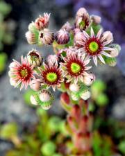 Fotografia da espécie Sempervivum tectorum