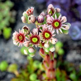 Fotografia da espécie Sempervivum tectorum