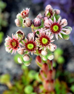 Fotografia 1 da espécie Sempervivum tectorum no Jardim Botânico UTAD