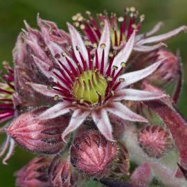 Fotografia da espécie Sempervivum tectorum