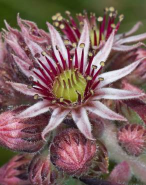 Fotografia 14 da espécie Sempervivum tectorum no Jardim Botânico UTAD