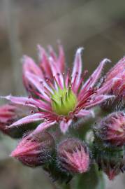 Fotografia da espécie Sempervivum tectorum