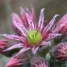 Fotografia 15 da espécie Sempervivum tectorum do Jardim Botânico UTAD