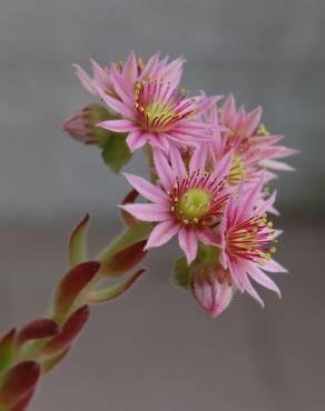 Fotografia 16 da espécie Sempervivum tectorum no Jardim Botânico UTAD