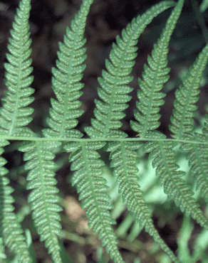 Fotografia 5 da espécie Thelypteris palustris no Jardim Botânico UTAD